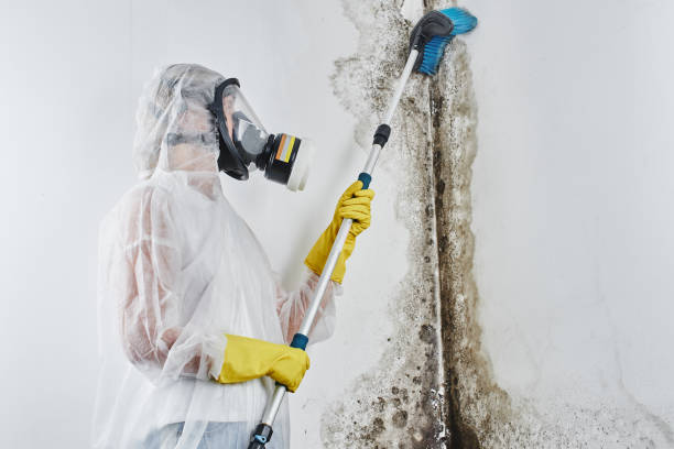Best Preventive Mold Services in Ganado, TX