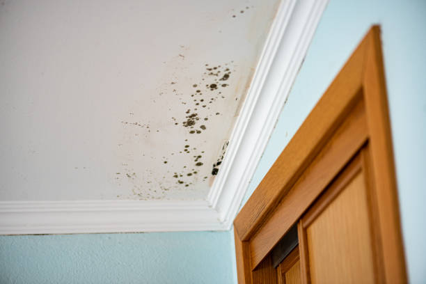 Best Bathroom Mold Remediation in Ganado, TX