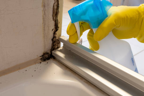Best Health and Safety Mold Remediation in Ganado, TX