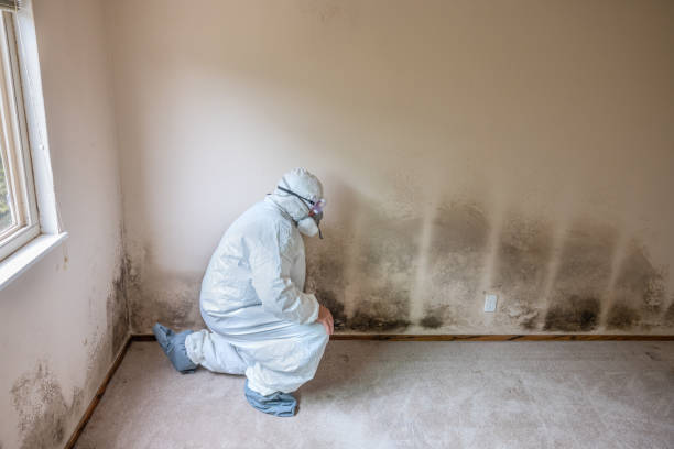 Best Mold Remediation for Schools in Ganado, TX