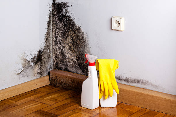 Best Residential Mold Remediation in Ganado, TX