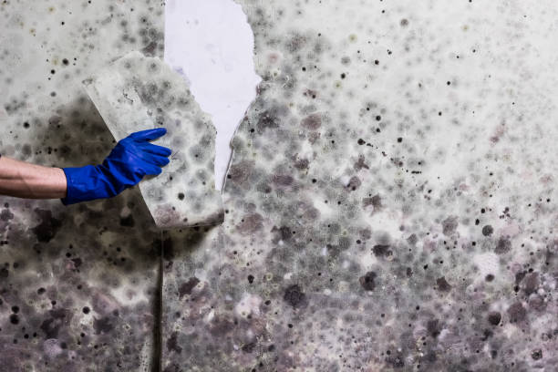 Best Kitchen Mold Remediation in Ganado, TX